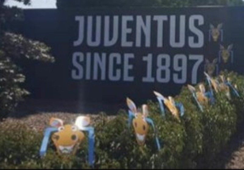 FOTO – Incursione sfottò dei tifosi del Napoli al centro sportivo della Juve: aiuole ‘addobbate’ col ciuccio!