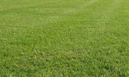 GUARDIOLA